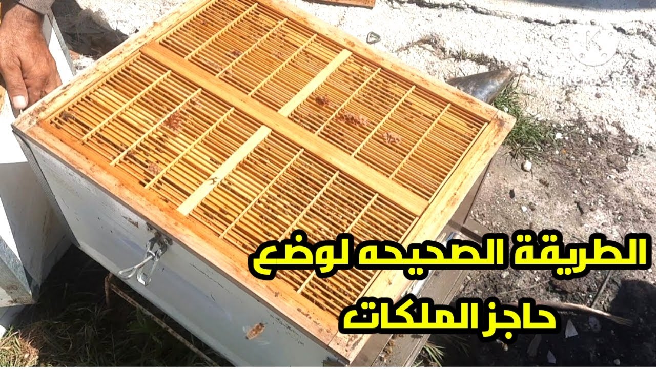 حاجز الملكات متى تضعه ولماذا اضعه هام جدا لجني عسل وفير