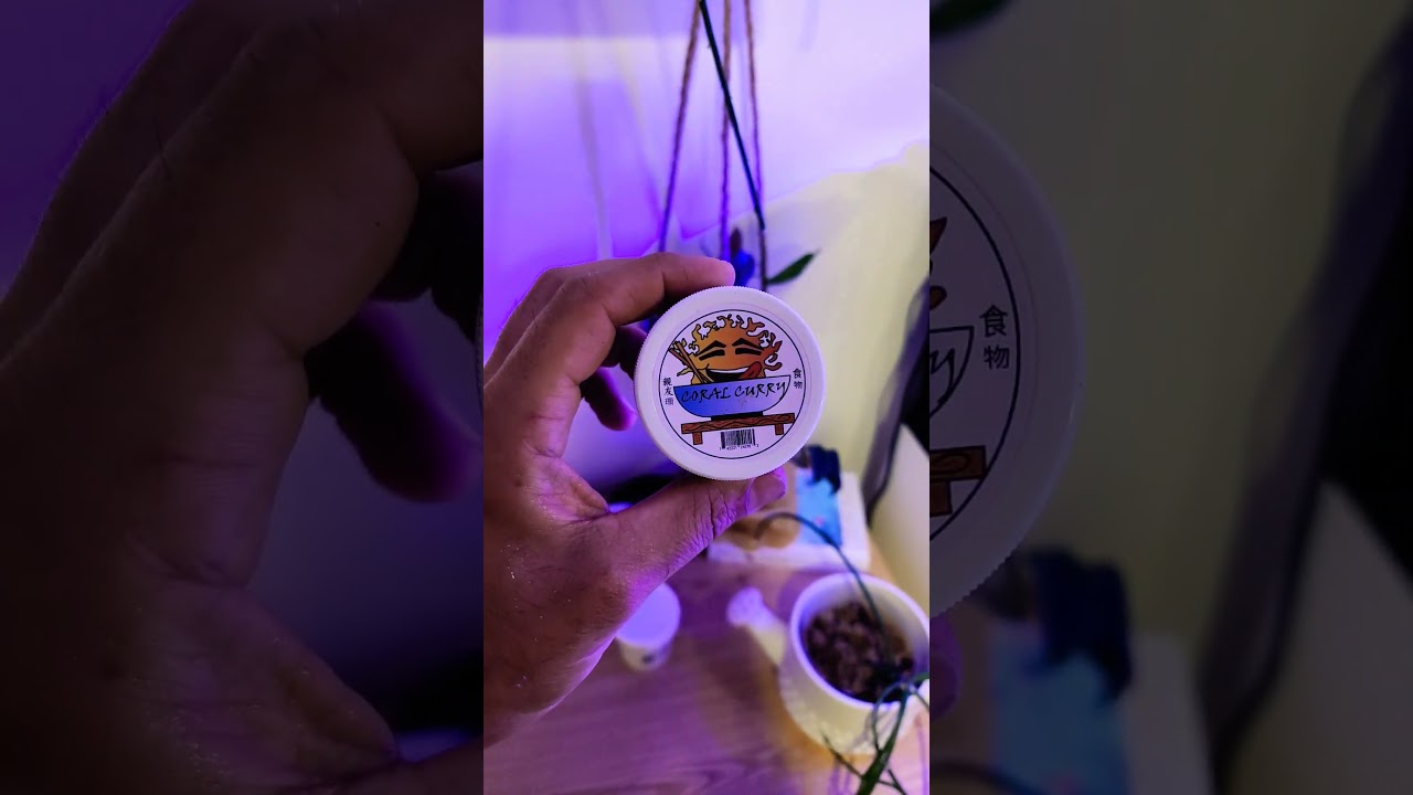 feeding the best coral food