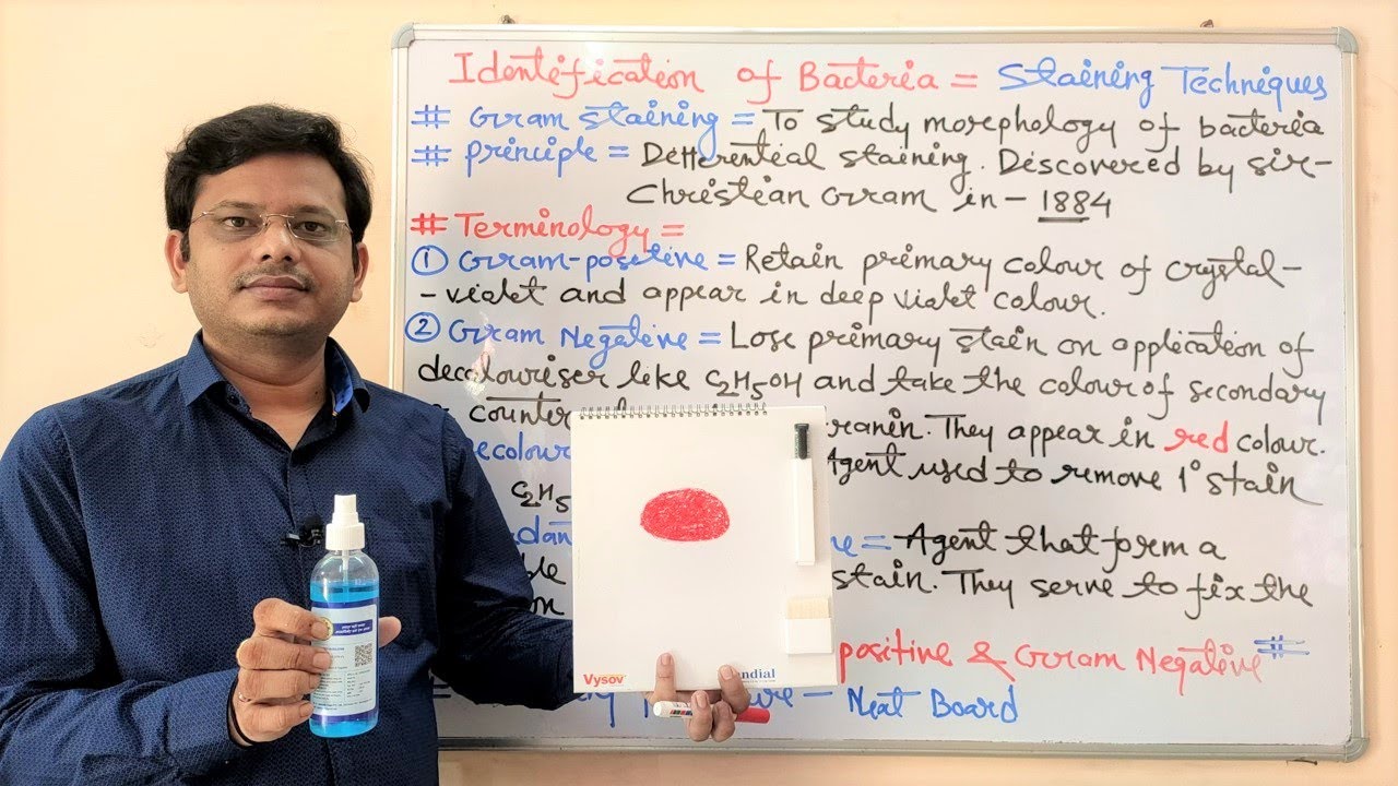 Microbiology 48 = Identification of Bacteria (Part-03)= Gram Staining Techniques and Procedure