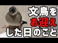 【ヒナ・幼鳥】文鳥のラムネくんをお迎えした日のこと