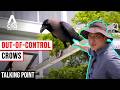 Crows In Singapore: What Is Driving The Surge &amp; Can We Control Them? | Talking Point