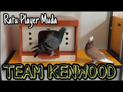 Review Player Muda Team Kenwood
