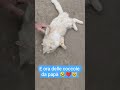 #comedy #cooking #comedyshorts #memes #youtuber #cat #angel
