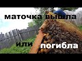 Маточка вышла из маточника или погибла?  Что делать?