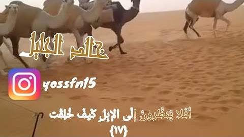 أفلا ينظرون إلى الإبل كيف خلقت - خالد الجليل تلاوه تفوق الوصف تصاميم قرانيه