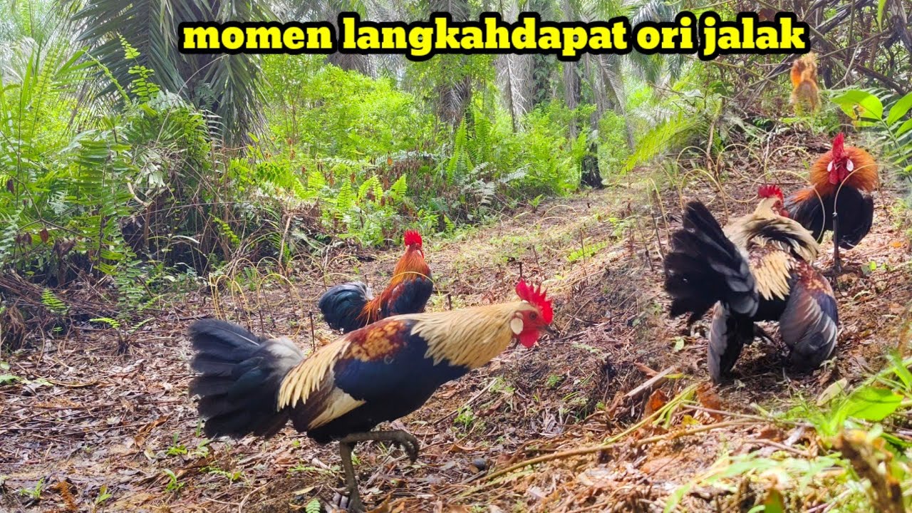ternyata disini sarang ayam hutan unik & langkah