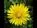 DANDELION: FOOD AND REMEDY (WILD GOLD)