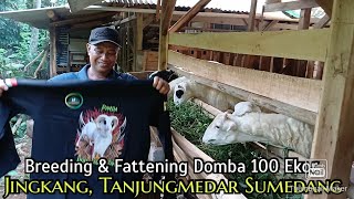 BREEDING DAN FATTENING DOMBA 100 EKOR DI JINGKANG SUMEDANG