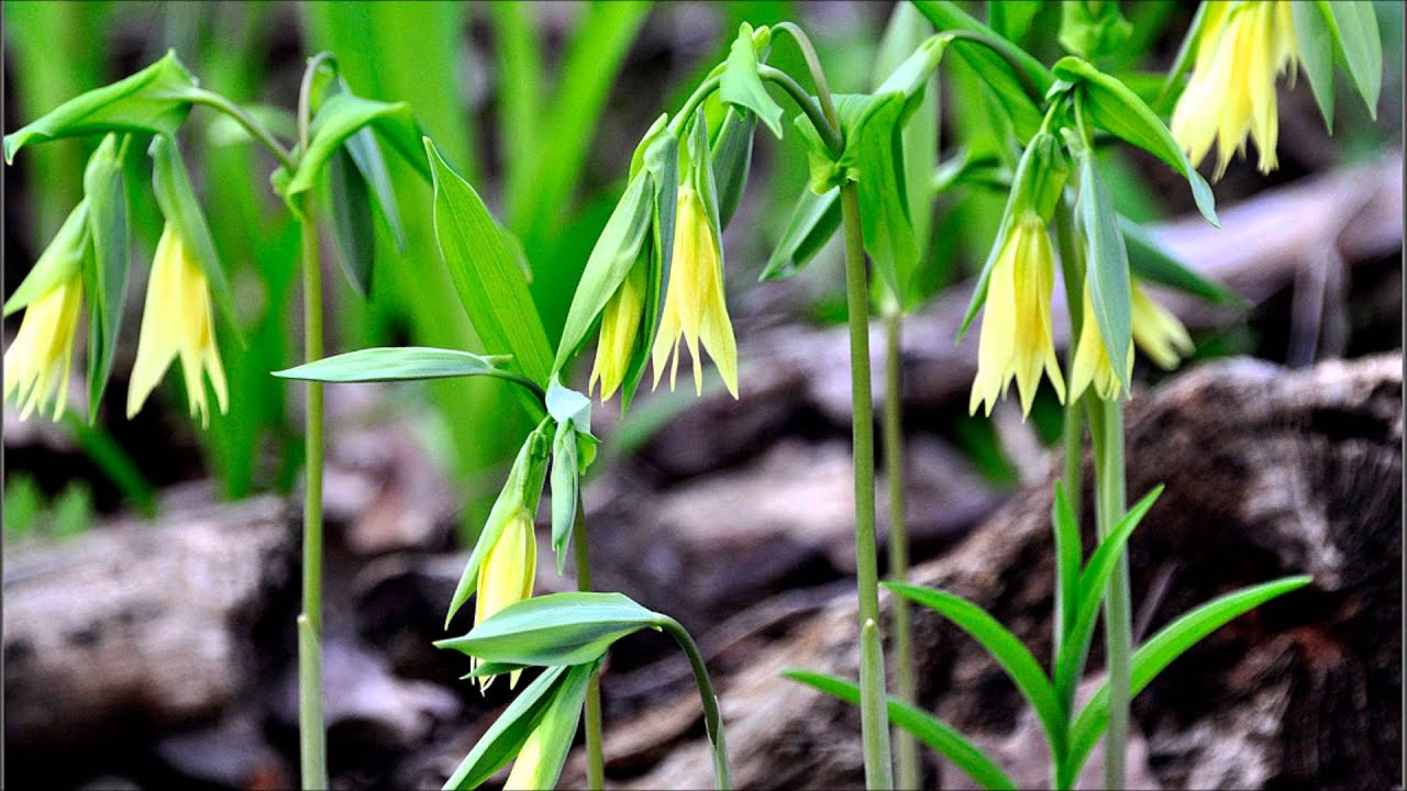 Bellwort For Sale