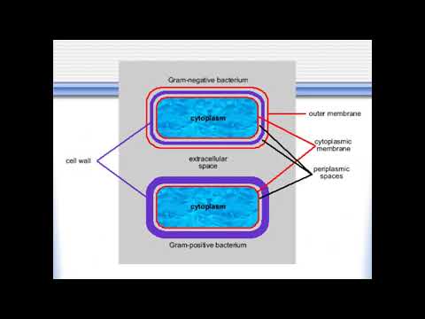 Video: Perbezaan Antara Bakteria Gram Positif Dan Gram Negatif