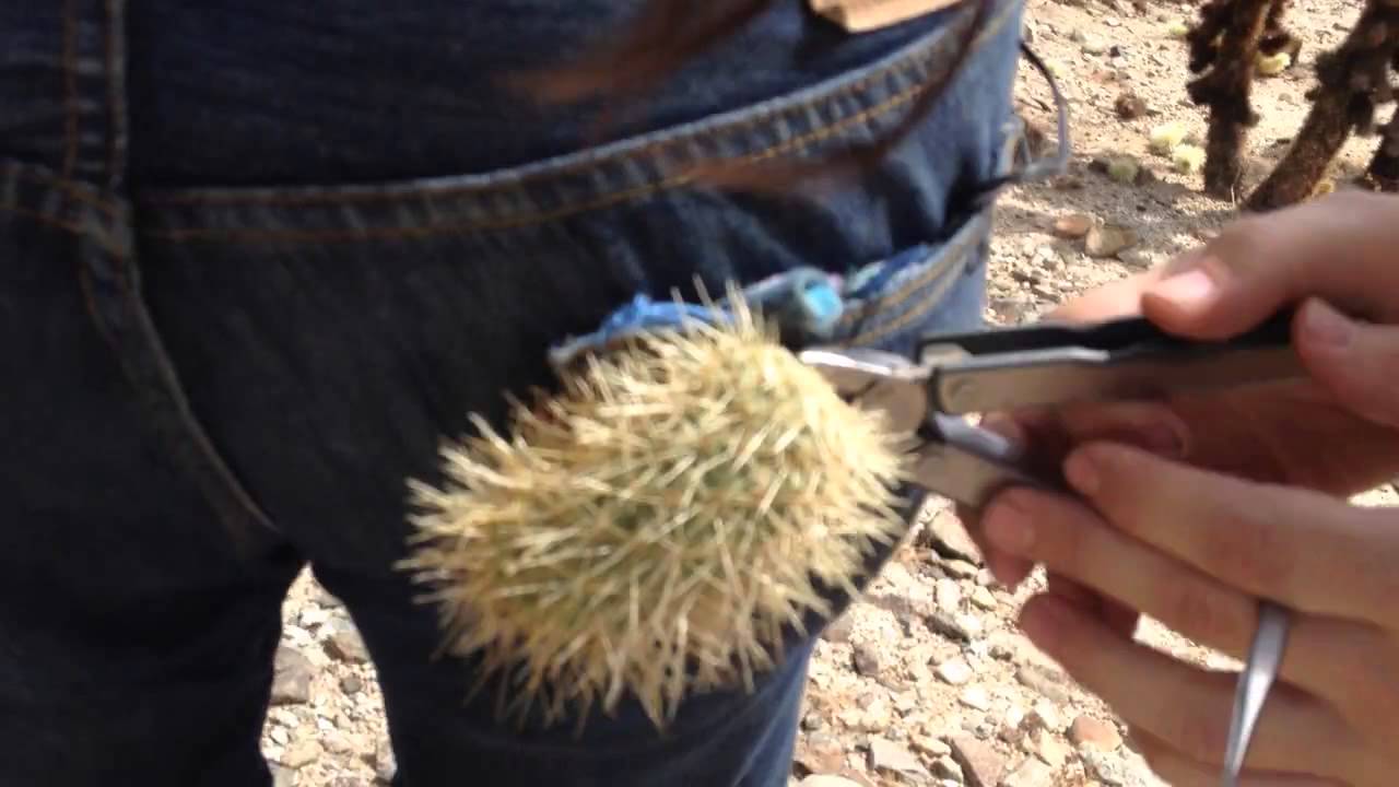 Cactus in director's butt 
