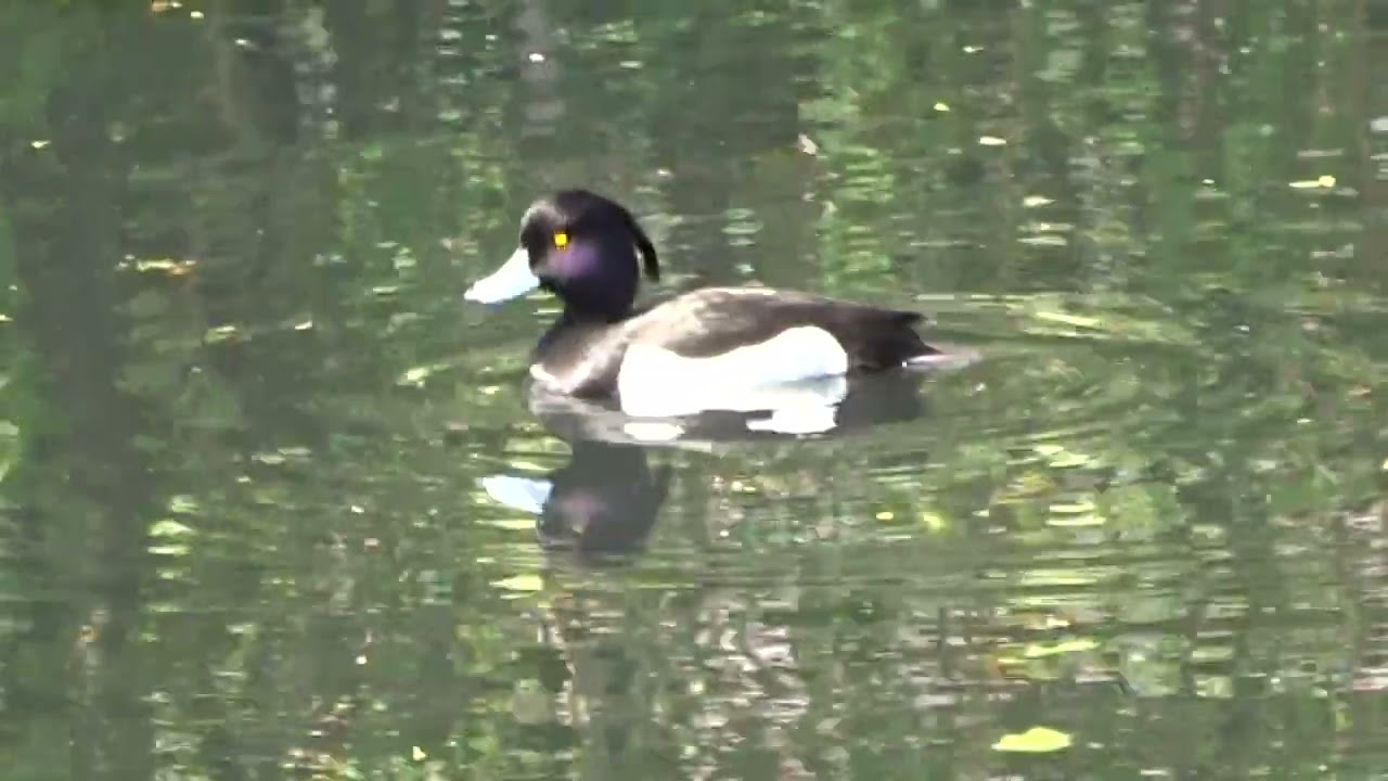 Reiherente Ente Entin Erpel Vogel Schwimmente Badeente Watschelente duck schwarz weiß 😂🤣
