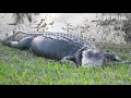 How Big Do Alligators Get?