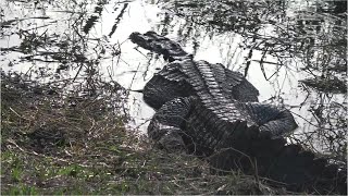 How Big Do Alligators Get?