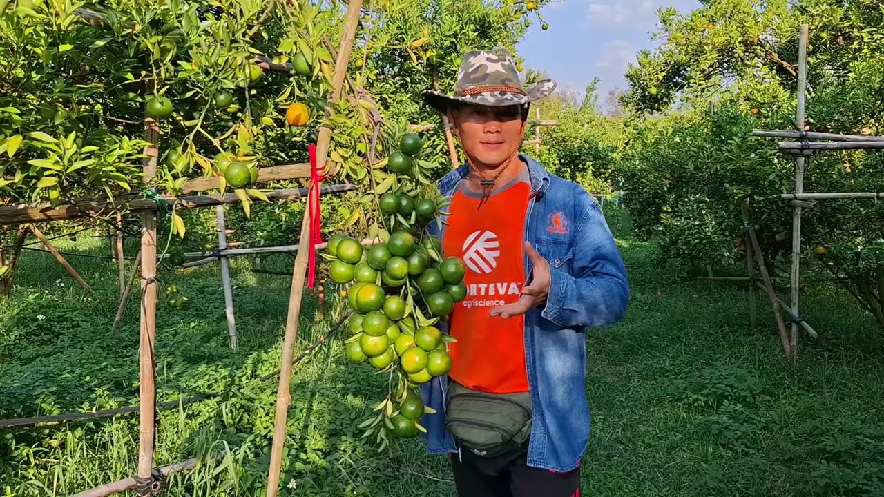 ยินดีกับชาวสวนช่วงนี้ที่ส้มออกดอกได้ดี @Hackaction645 
