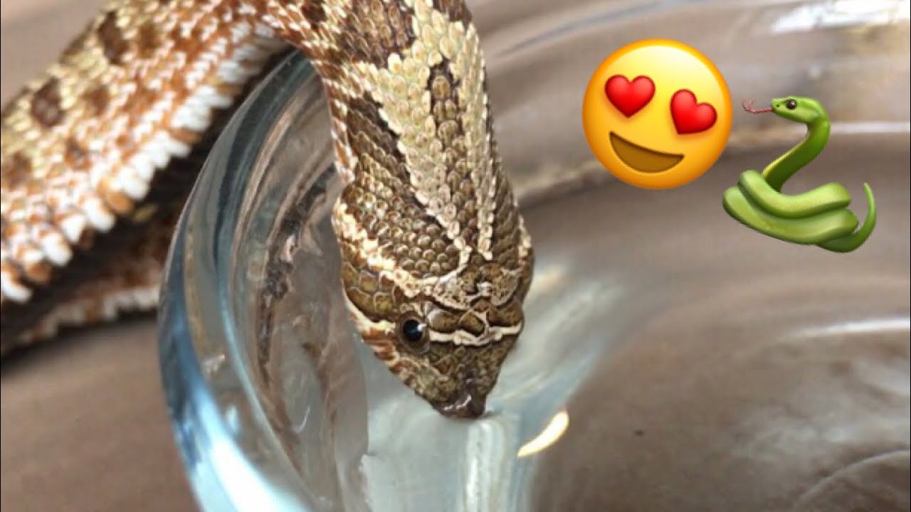 Drinking dragon!:) This snake is a stunner! What's your favorite snake