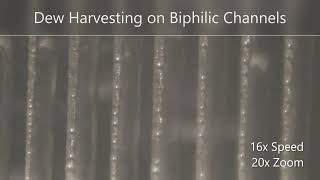 Atmospheric Dew Water Harvesting On Biphilic Microchannels