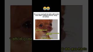 අඩෝ ඕවා ඔට්ටු නෑ 🥺😠 #funny #memes #tiktok #viral #viral #sinhala #1million අඩෝ ඕවා ඔට්ටු නෑ 🥺😠 #funny #memes #tiktok #viral #viral #sinhala #1million