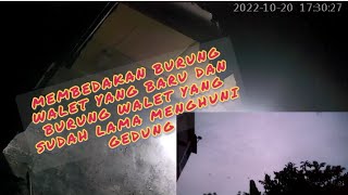 ciri burung walet yang baru menginap dan yang sudah jadi penghuni