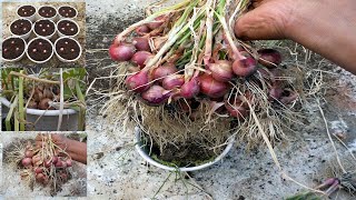 Mudahnya menanam bawang merah di pot meskipun tanpa perawatan sama sekali