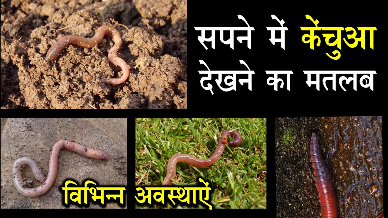 सपने में केंचुआ देखना। seeing earthworm in dream | earthworm ka sapna ...