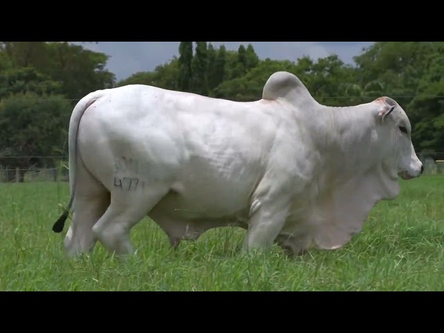 LOTE 16 - DRACO FIV BONS (BONS 4771)