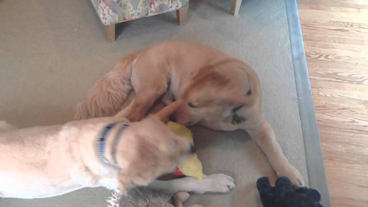 My lovely golden retriever dogs play fighting over toys - YouTube
