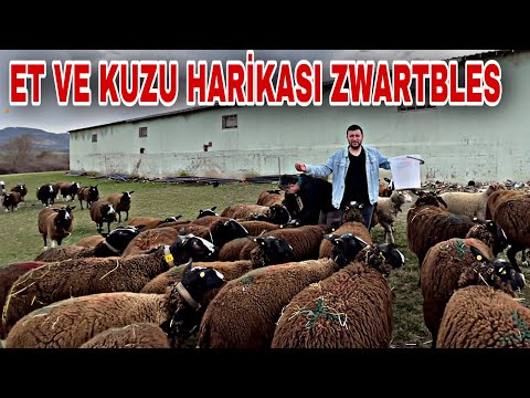 YOK BÖYLE BİR KOYUN ~ İNEK GİBİ ET HARİKASI KUZU MAKİNASI ZWARTBLES