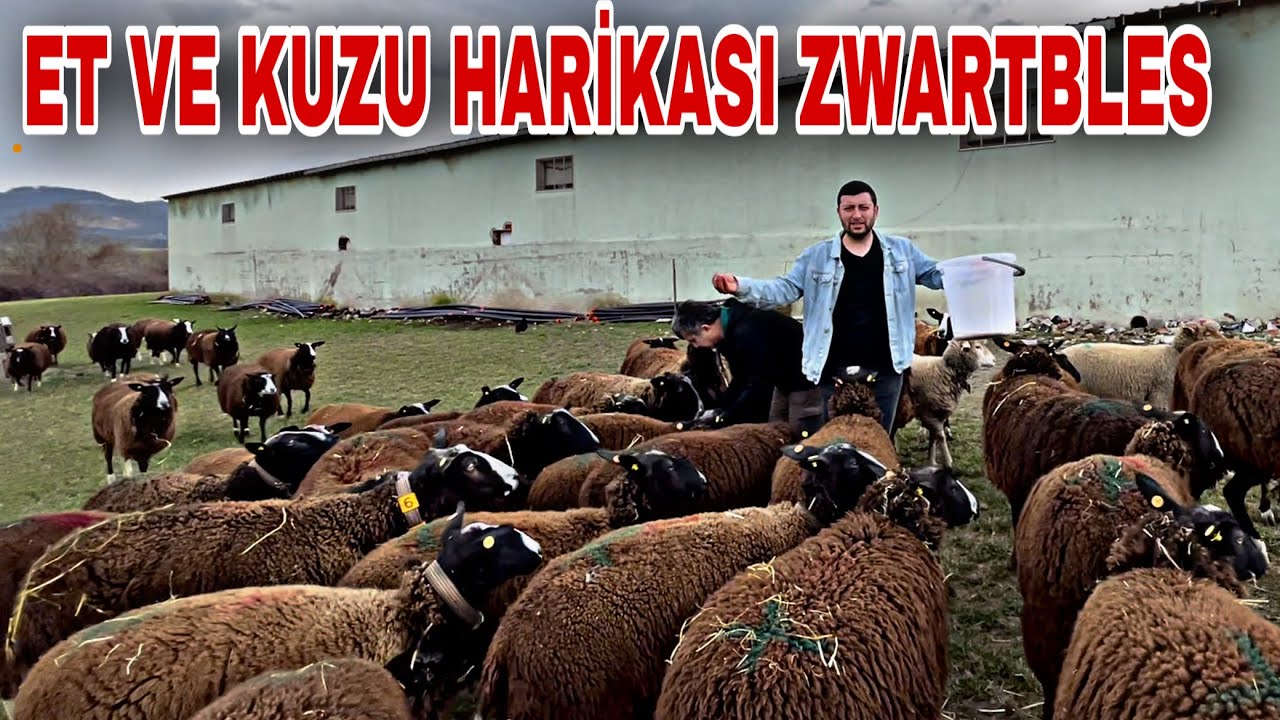 YOK BÖYLE BİR KOYUN ~ İNEK GİBİ ET HARİKASI KUZU MAKİNASI ZWARTBLES