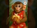 Baby Monkey Eating Banana 