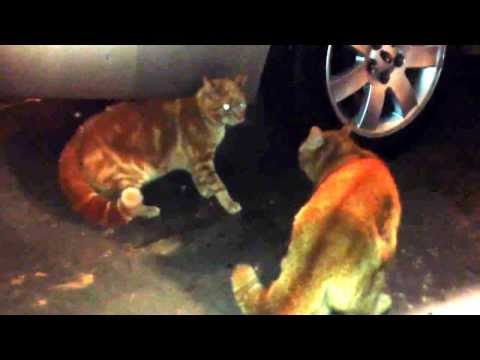 Arguing Angry Cats 2