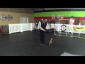Leeloo, Fearful Italian Greyhound, Dog Training Charlotte North Carolina Leeloo, Fearful Italian Greyhound, Dog Training Charlotte North Carolina