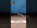 Qudhaanjo Intee Leeg Ayaa Qaadi Karta Jidhkaaga Oo Dhan рџђњ Qudhaanjo Intee Leeg Ayaa Qaadi Karta Jidhkaaga Oo Dhan рџђњ