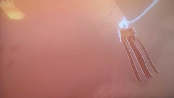 Journey  - Sticky Carpet at Rest Stop Theory