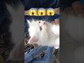 top quality | Persian cat kides 🐈😱 | lucknow pet market #shorts #cat #pets #cats #pet #shortsfeed