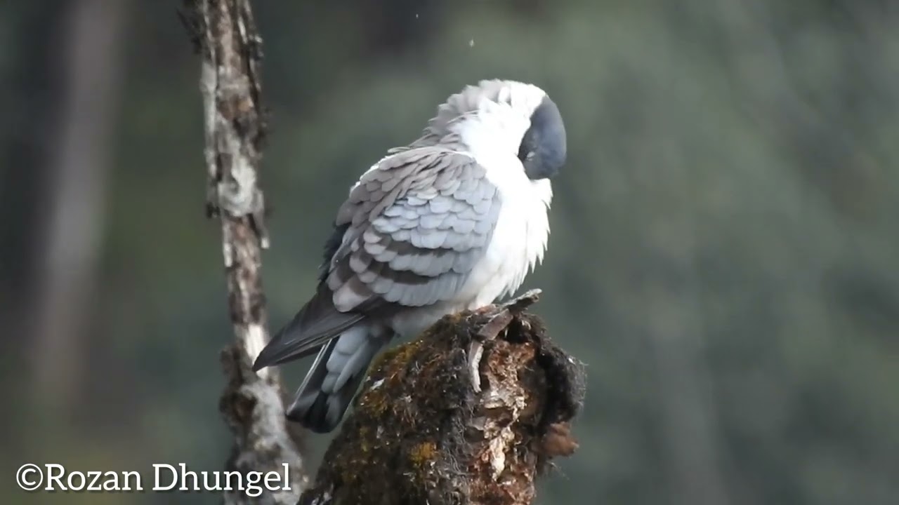 Goechala Trek story's                       (part 2)  