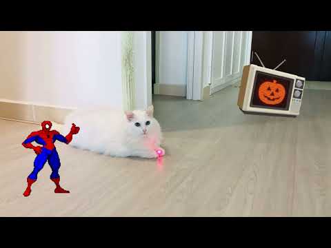 Video ????‍♂️???????? Cats - Halloween - Spiderman - Stickers!... - youtube