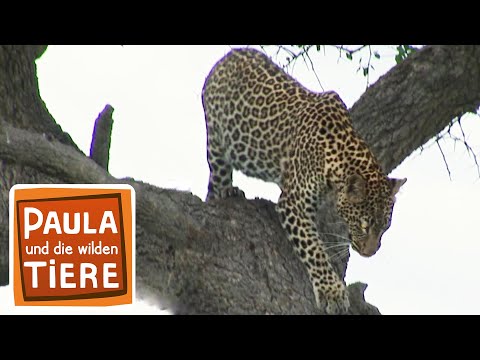 Video: Wie viele Tiere leben in einem Baum?