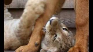 Steve Irwin's Wildest Animal Encounters (Part 11) Wealth