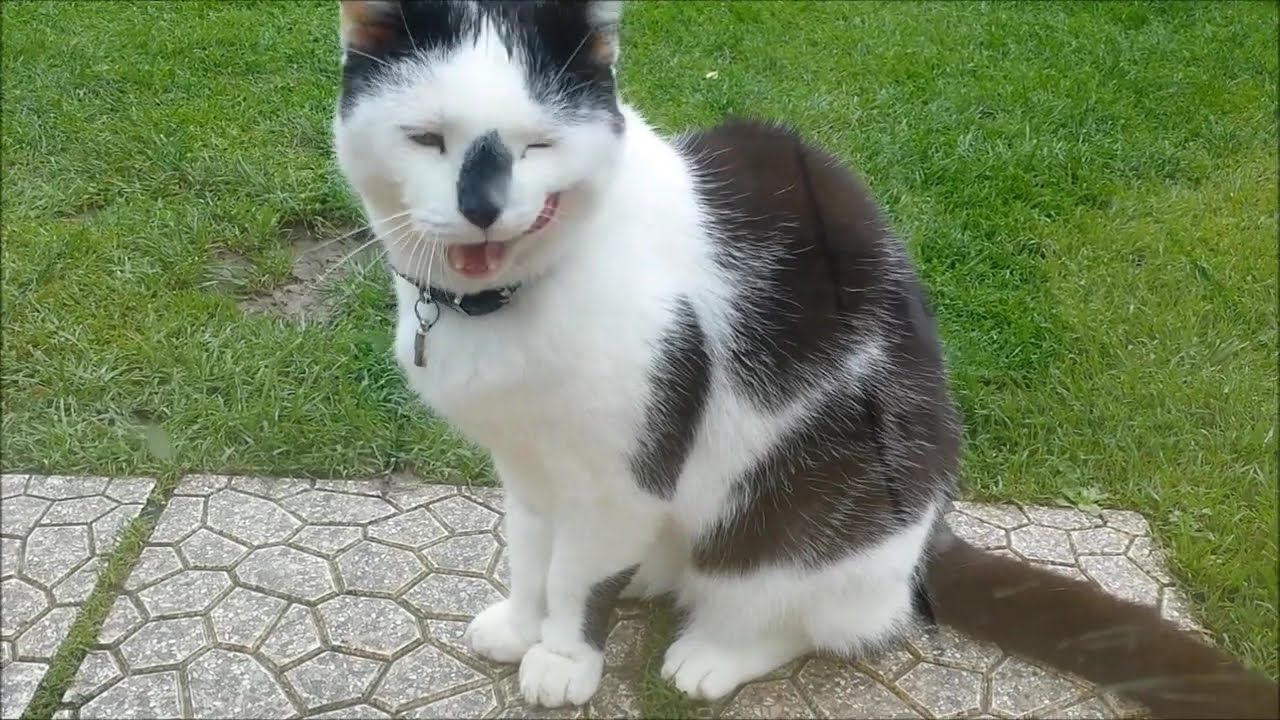 Chat qui tape à la porte pour entrer