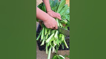 St 207971184 mini rotary tillage and ridging all-in one tree 🌲 short view#subscribe