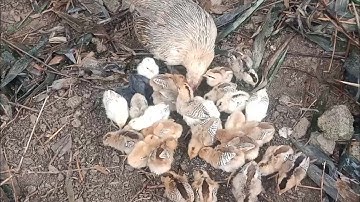 poj qaib zoo me nyuam coj me nyuam coob tiag tiag