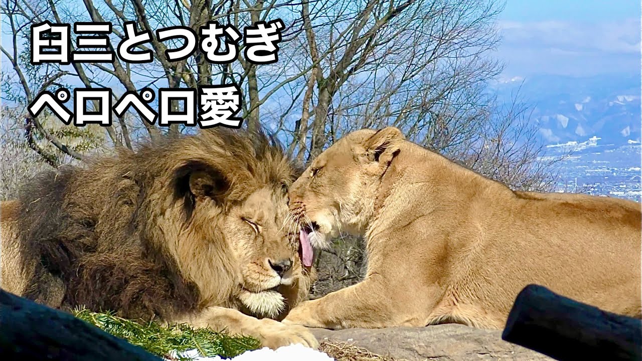 キュウゾウくんとつむぎちゃん 互いにペロペロしています【茶臼山動物園】Lion Kyuzo-kun Tsumugi-chan