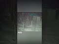ورود پلنگ گرسنه به حیاط خانه ای در اسفراین ورود پلنگ گرسنه به حیاط خانه ای در اسفراین