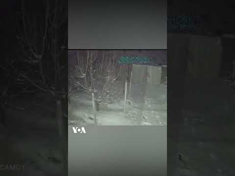 ورود پلنگ گرسنه به حیاط خانه ای در اسفراین