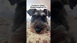 Foods Scotty CAN’T Resist #minischnauzer #miniatureschnauzer #begging