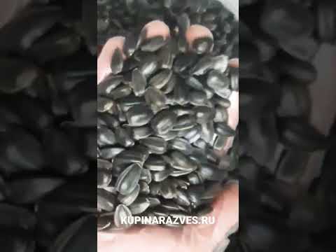 Семечки подсолнуха сырые