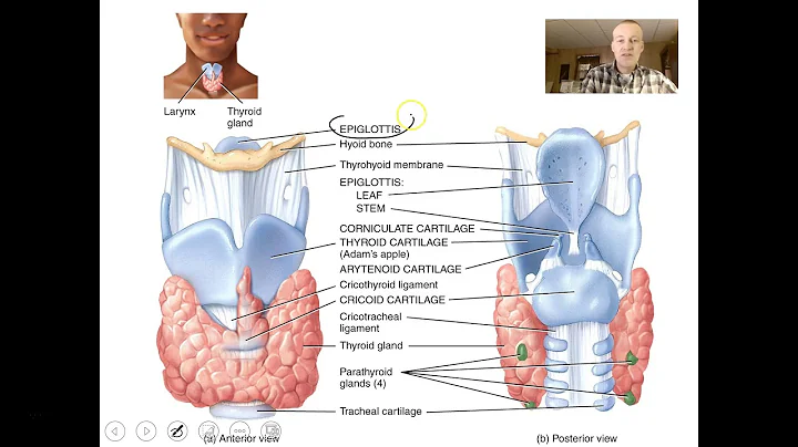 Respiratory System Video 1