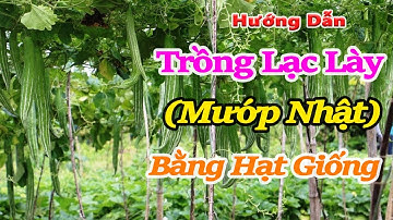 hướng dẫn trồng lặc lày (mướp mèo) bằng hạt | Cách trồng và chăm sóc cây lặc lày đạt hiệu quả