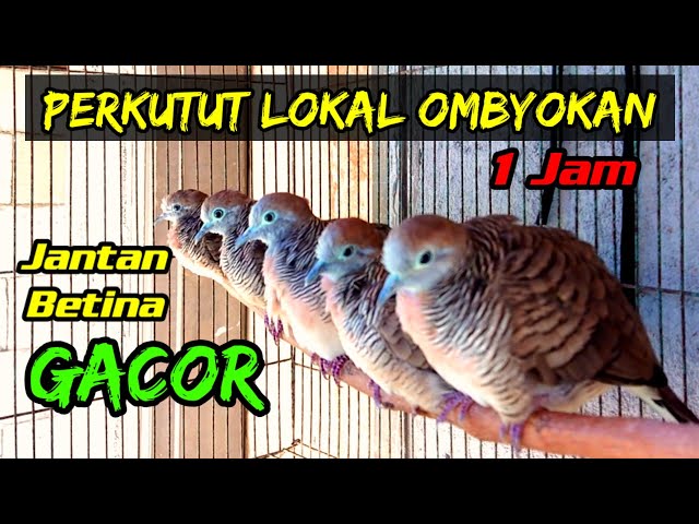 Perkutut lokal ombyokan gacor... Perkutut lokal betina dan perkutut lokal jantan gacor bersautan. class=